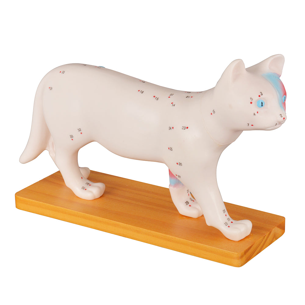 Acupuncture Cat Model with 36 Acupuncture Points