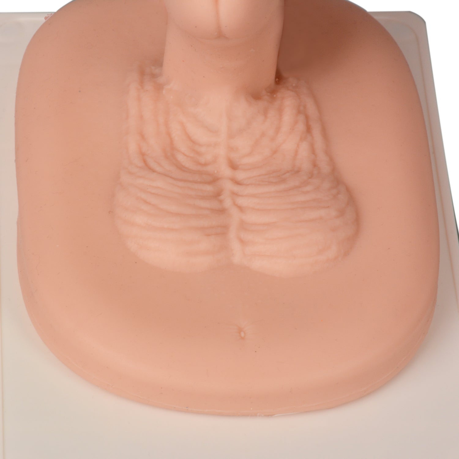 Adult Foreskin Simulator Showing Realistic Anatomical Details