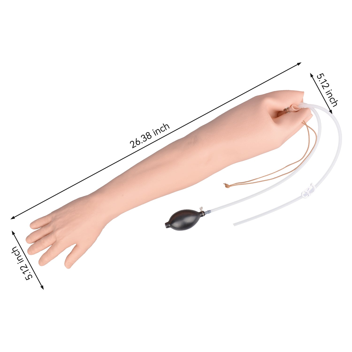 Adult Full-Length Arterial Arm Model Size Reference