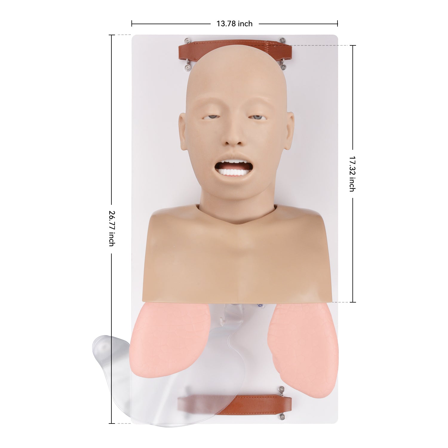 Advanced Adult Airway Management Trainer Size Reference