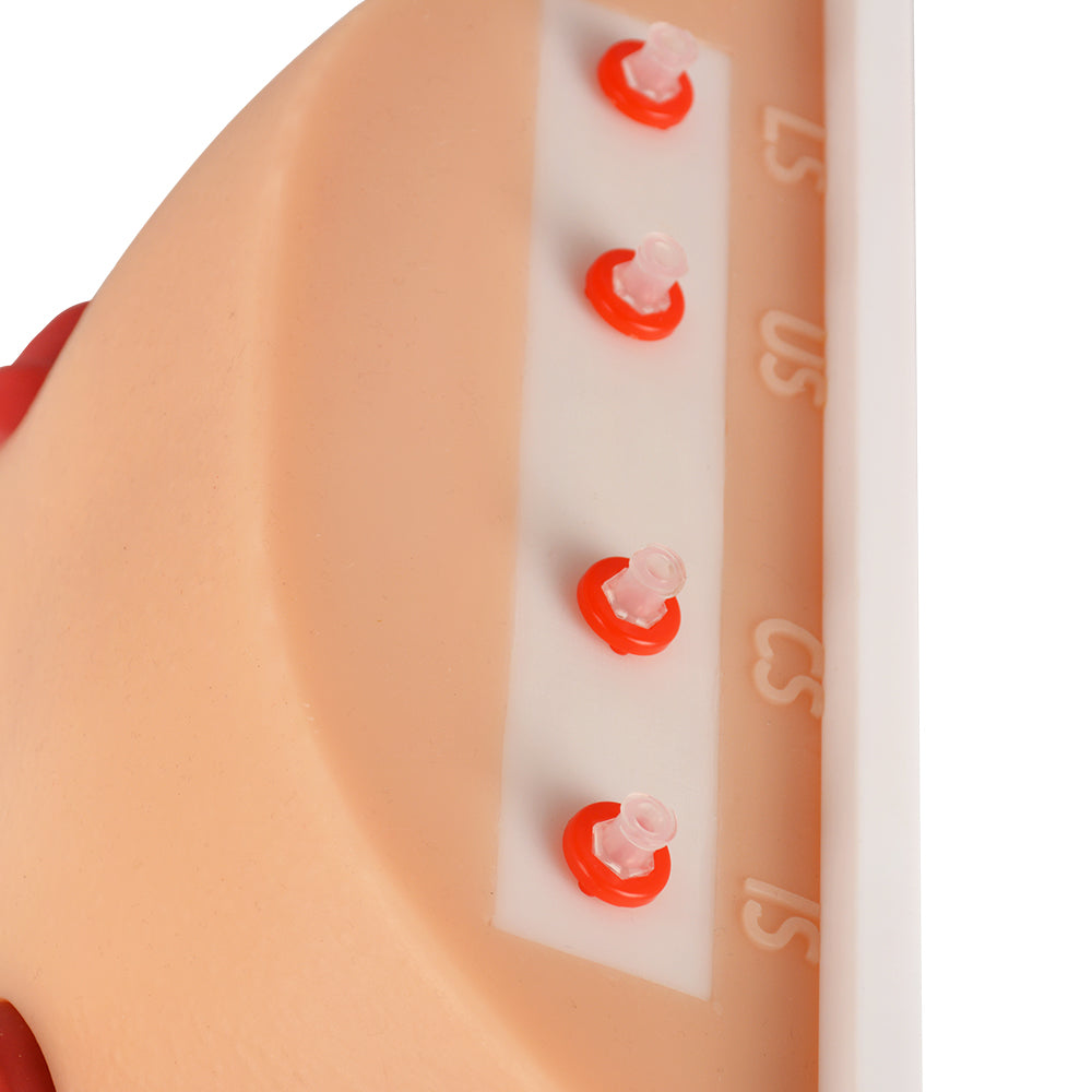 Advanced Ostomy Care Training Model with Adjustable Stand