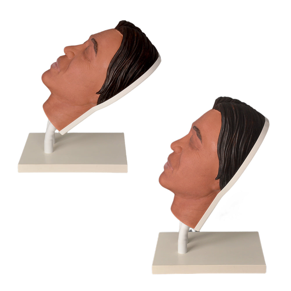 Aesthetic Training Model With Dual-Tube Adjustable Stand