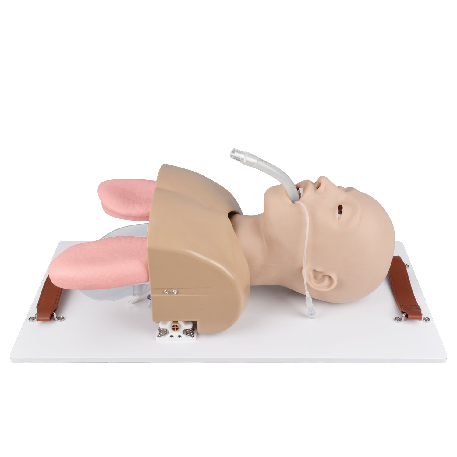 Airway Management Orotracheal Intubation Trainer