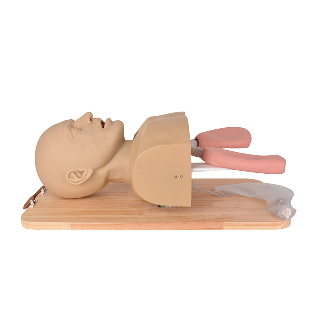 Adult Airway Manikin for Intubation & Ventilation – Medarchitect