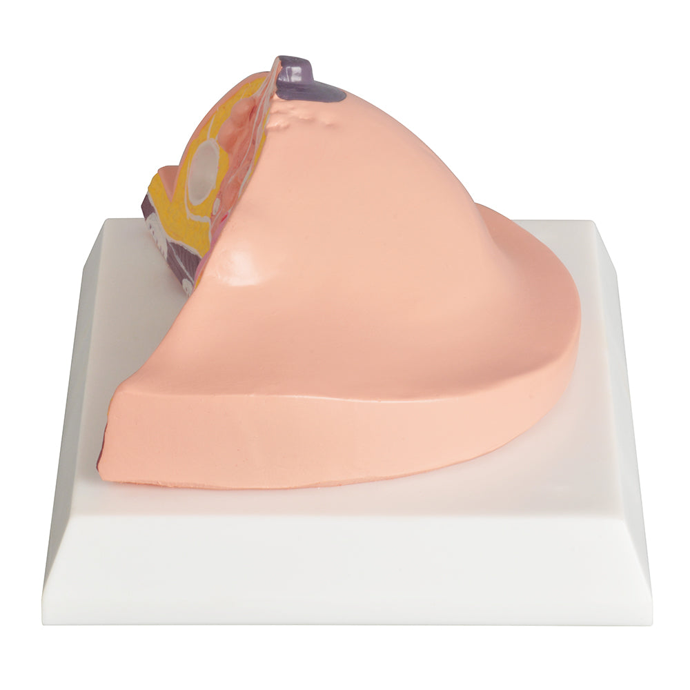 Anatomical Breast Model for Education