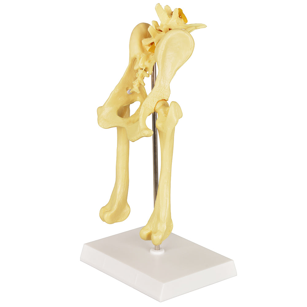 Anatomical Canine Hip Joint Model