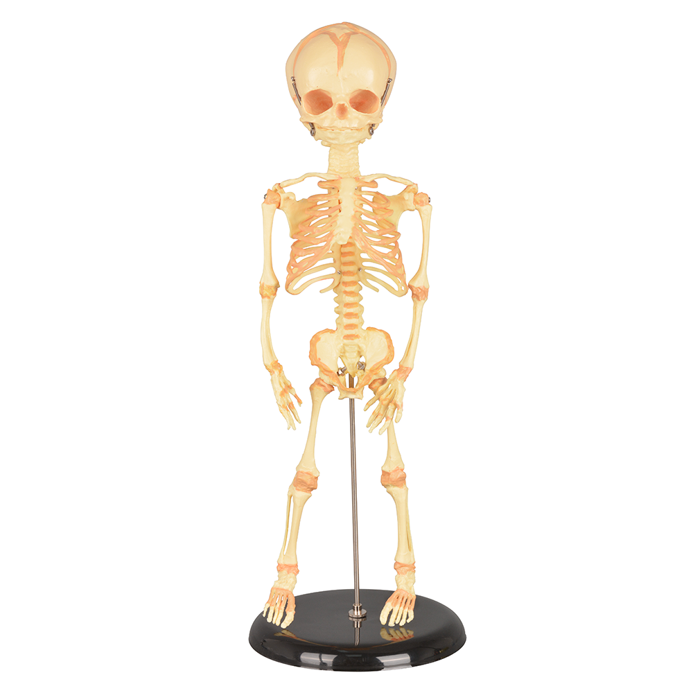Anatomical Human Infant Skeleton Model
