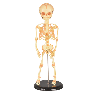 Anatomical Human Infant Skeleton Model