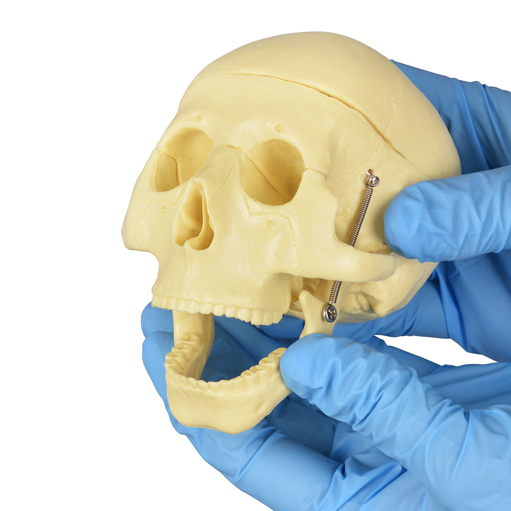 Anatomical Skull And Brain Model For Medical Training