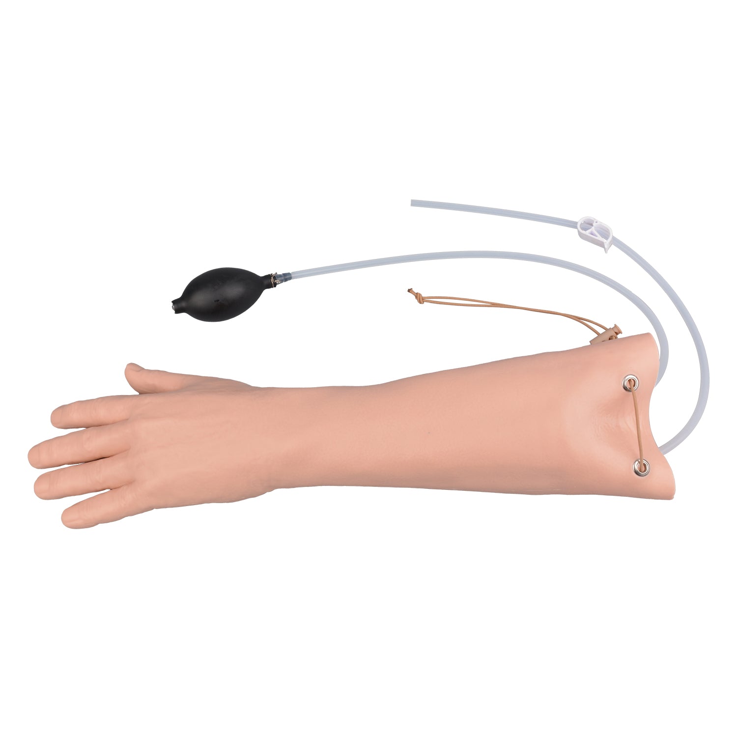 Anatomical Wrist Model with Radial and Ulnar Arteries