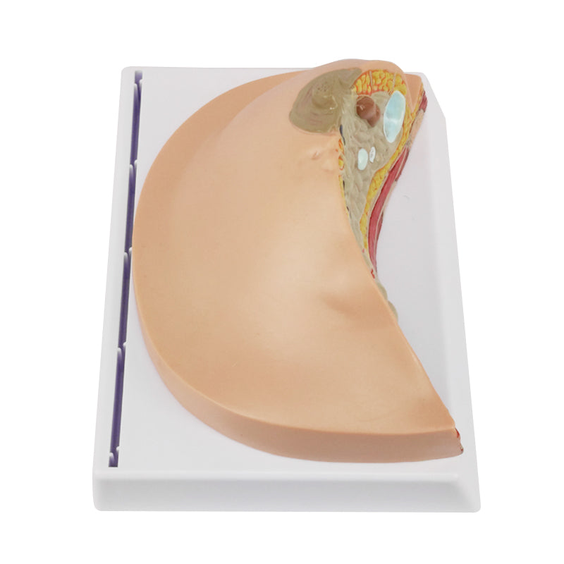 Anatomy Breast Display Model