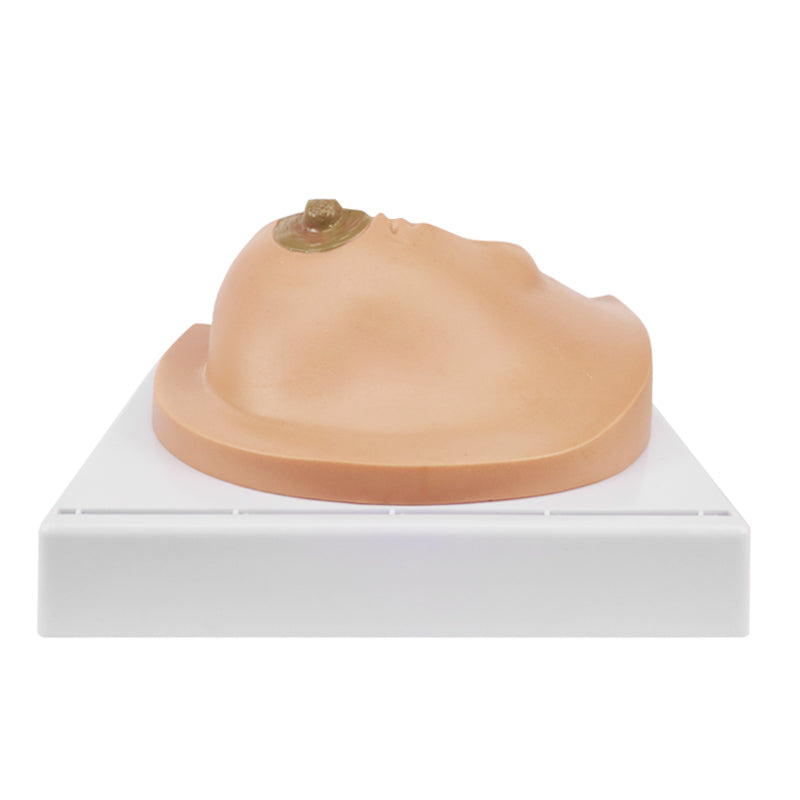 Anatomy Breast Model For Medical Education And Training