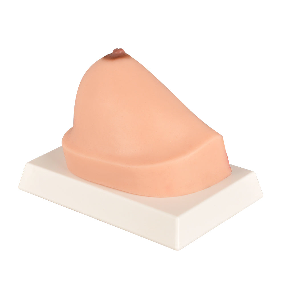 Healthy Breast Structure Anatomy Model