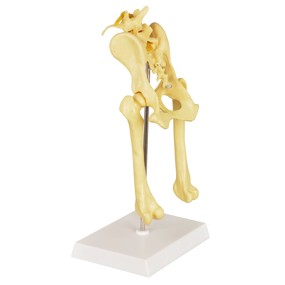 Anatomy Canine Pelvis Bone Model