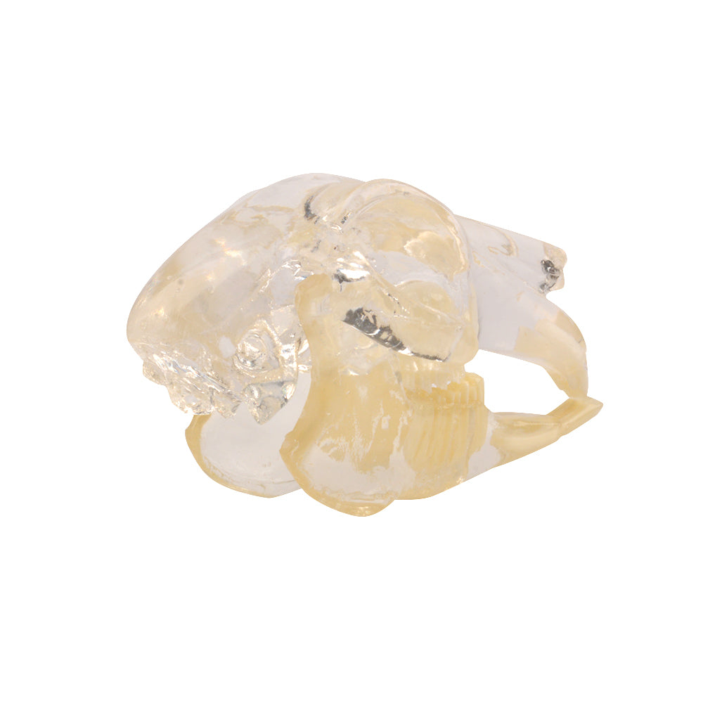 Animal Teeth Anatomy Model