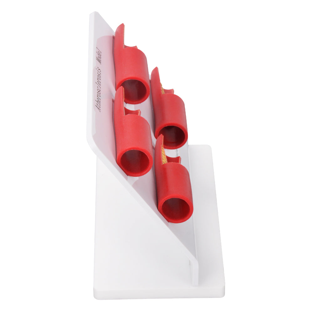 Attractive Medical Model For Classroom And Exhibition Display