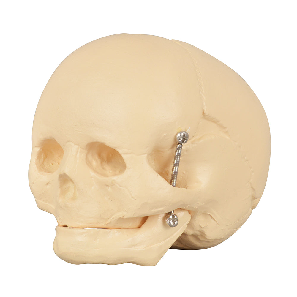 Baby Skull Model For Anatomy Education