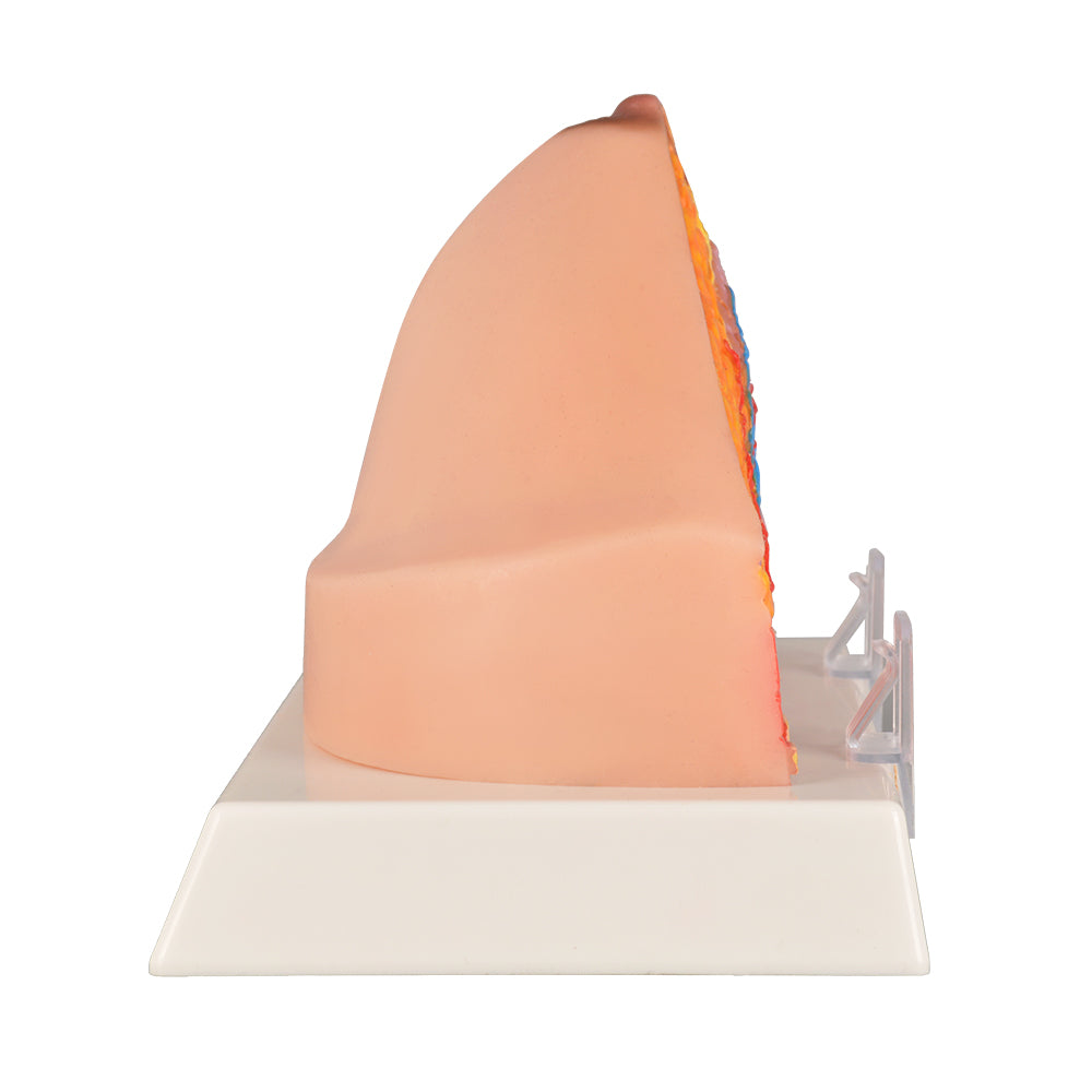 Breast Anatomy Teaching Tool With Soft Silicone Texture