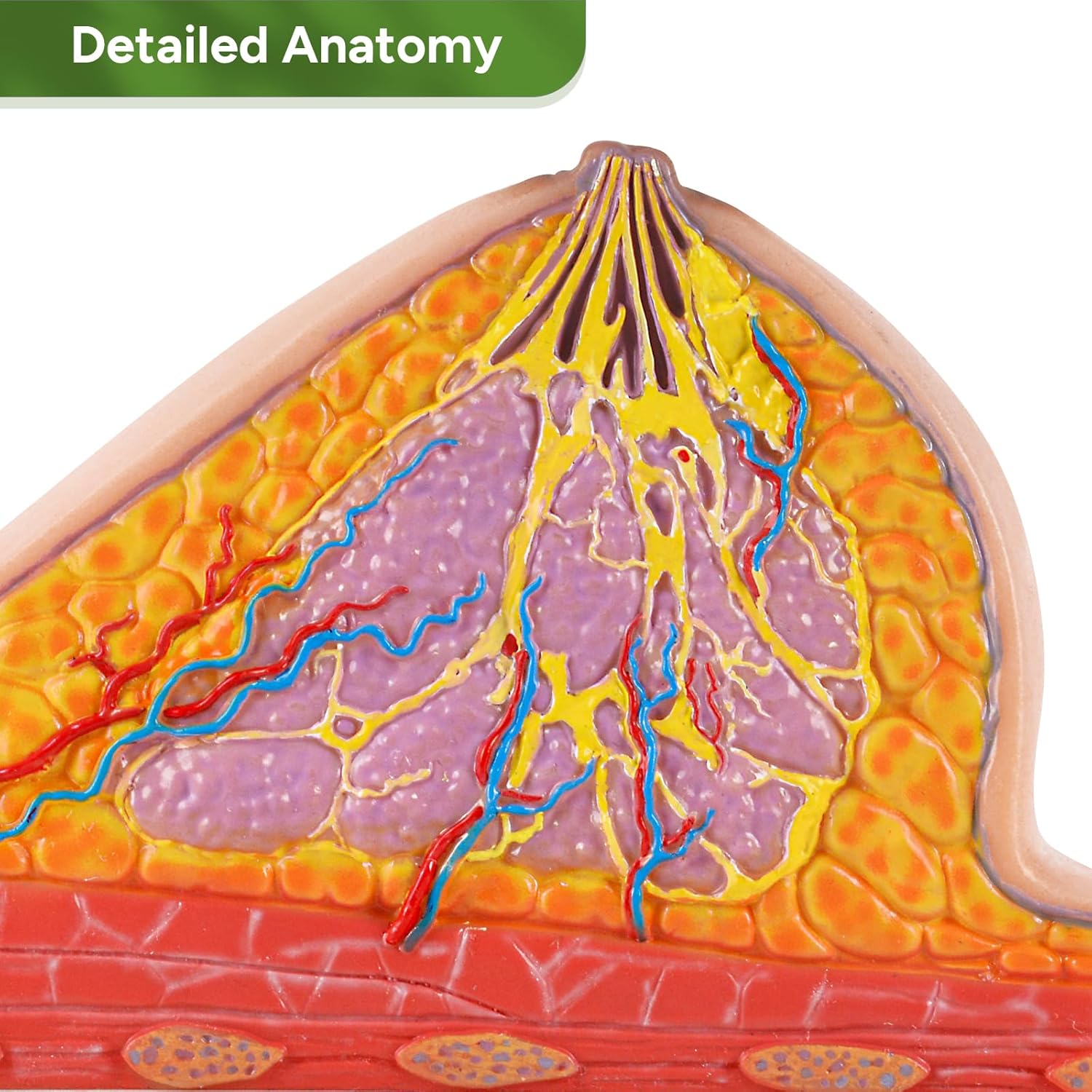 Breast Cross-Section Anatomy Model with Detailed Internal Structures