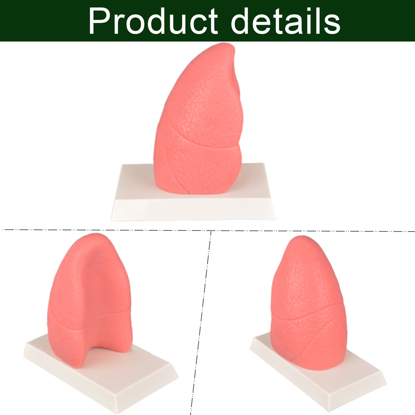Medical Training Lung Anatomy Model