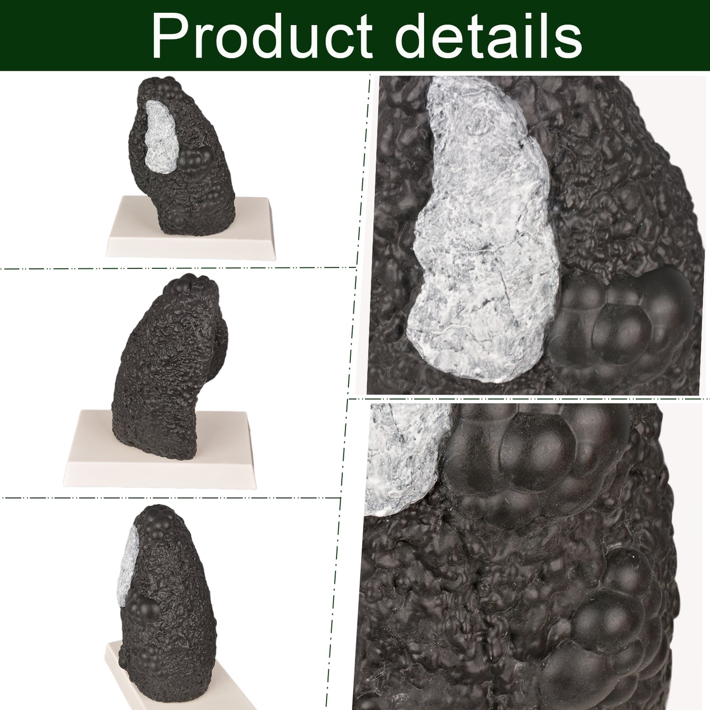 Smoking Awareness Lung Model
