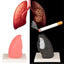 Realistic Lung Anatomy Educational Model