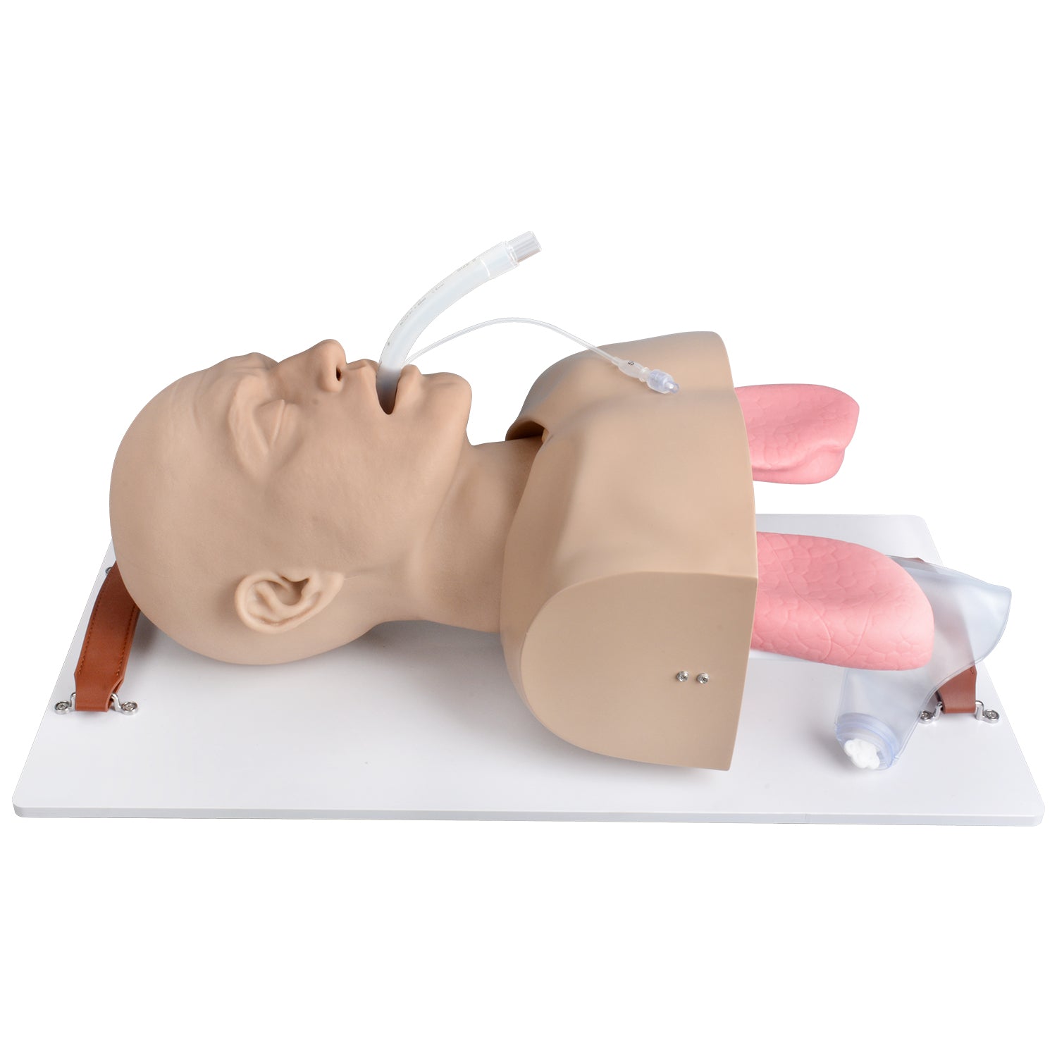 C L Grading Airway Simulator For Difficult Intubation Practice