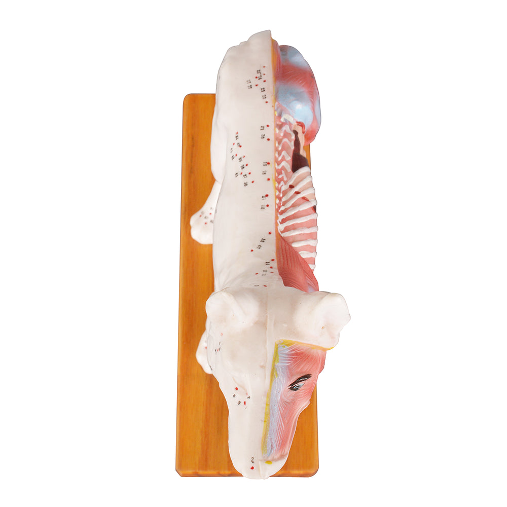 Canine Anatomy Model For Veterinary Students