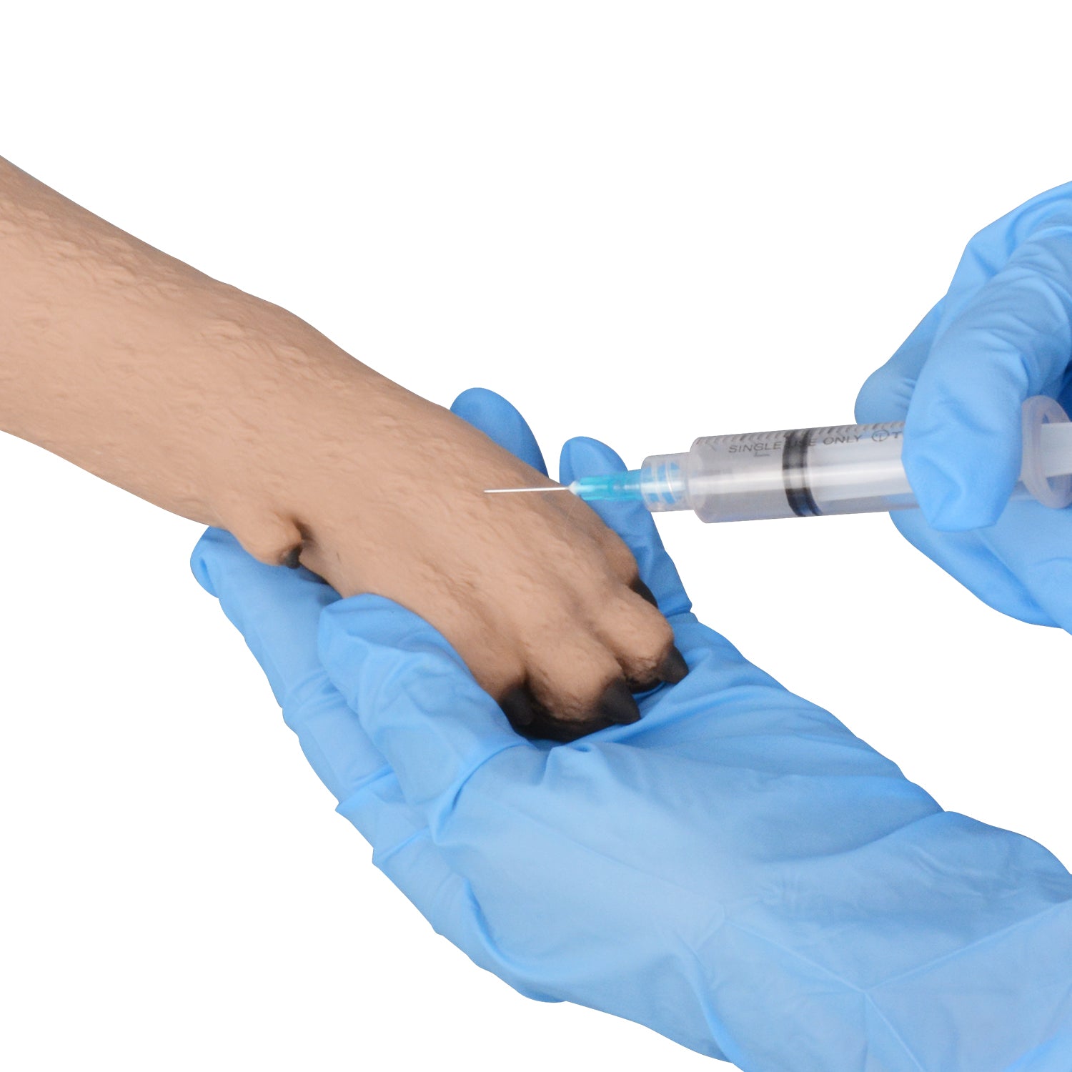Canine Leg IV Injection Training Kit