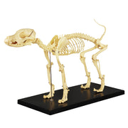 Canine Skeleton Model
