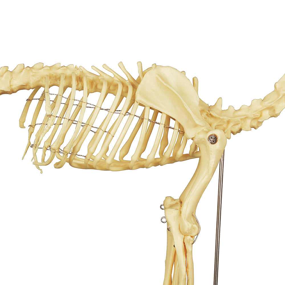 Canine Skeleton With Skull And Limbs