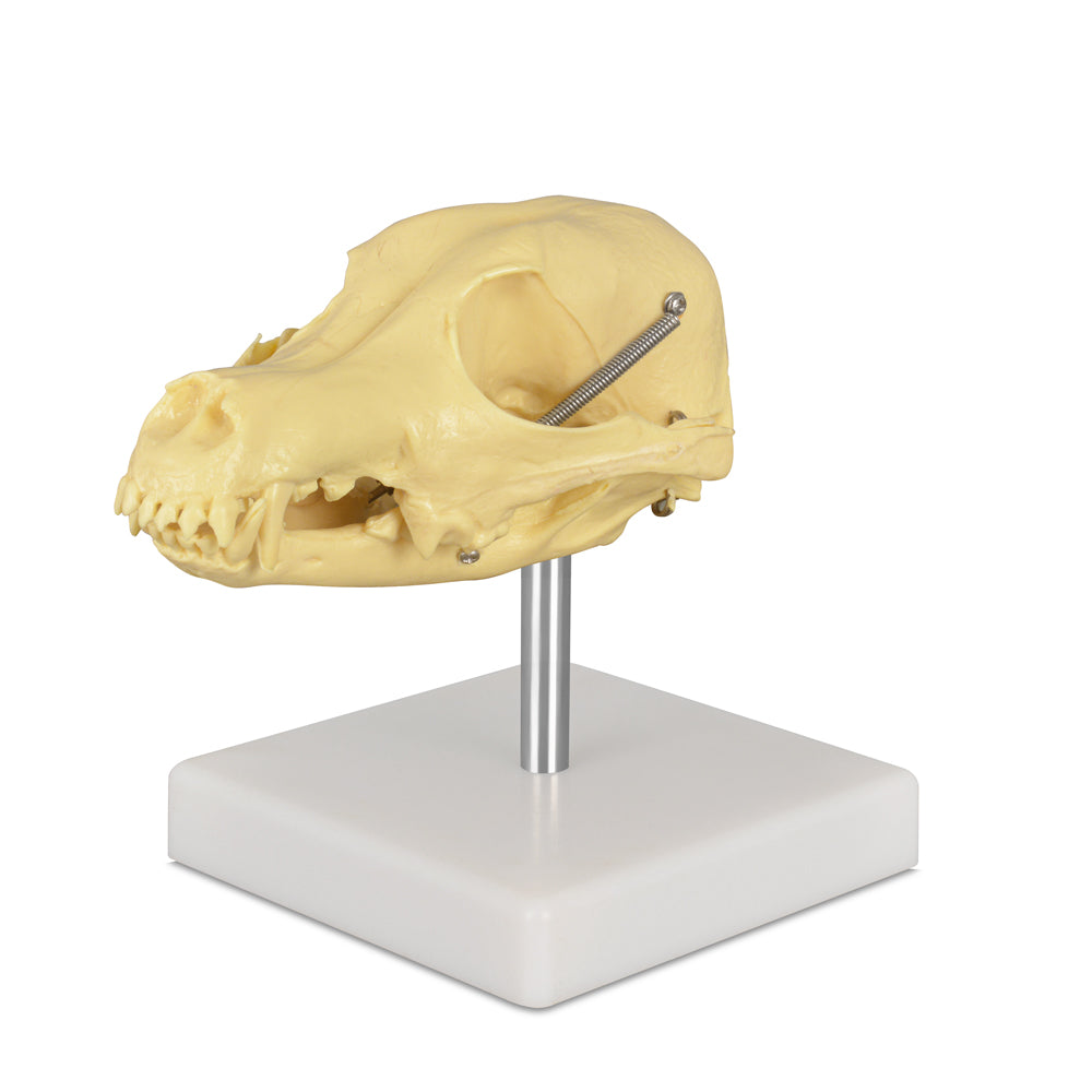 Canine Skull Model For Anatomy Education