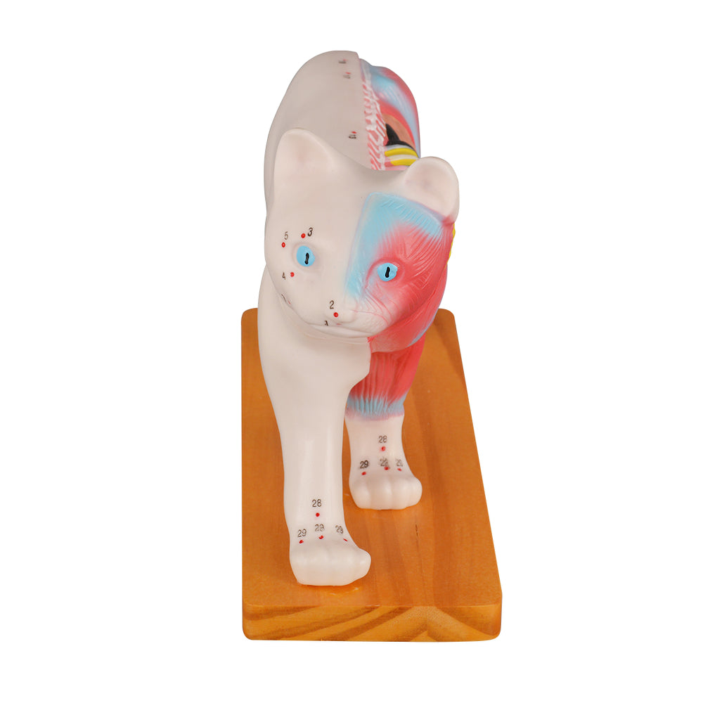 Cat Acupuncture Practice Model Demonstration