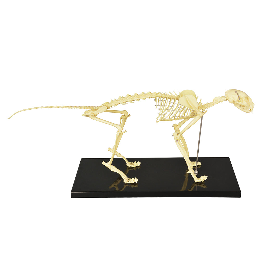 Cat Bone Structure Educational Model