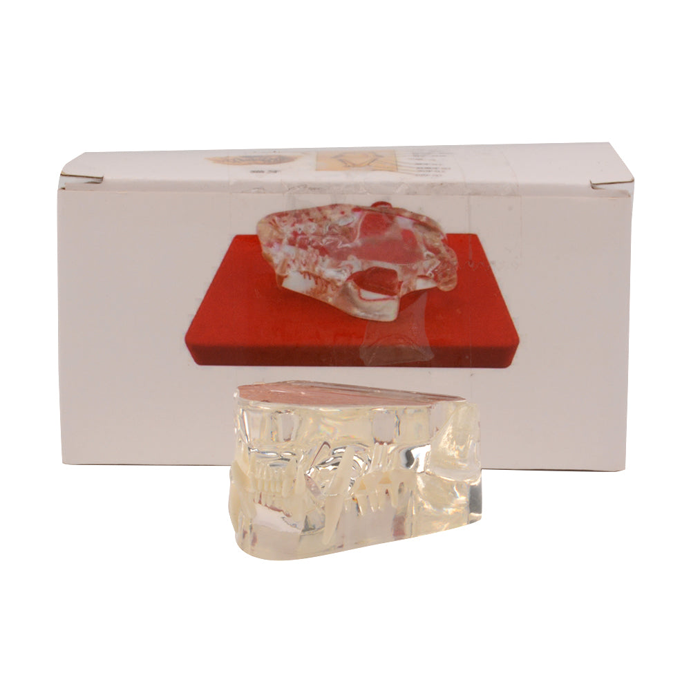 Cat Jaw Anatomy Model