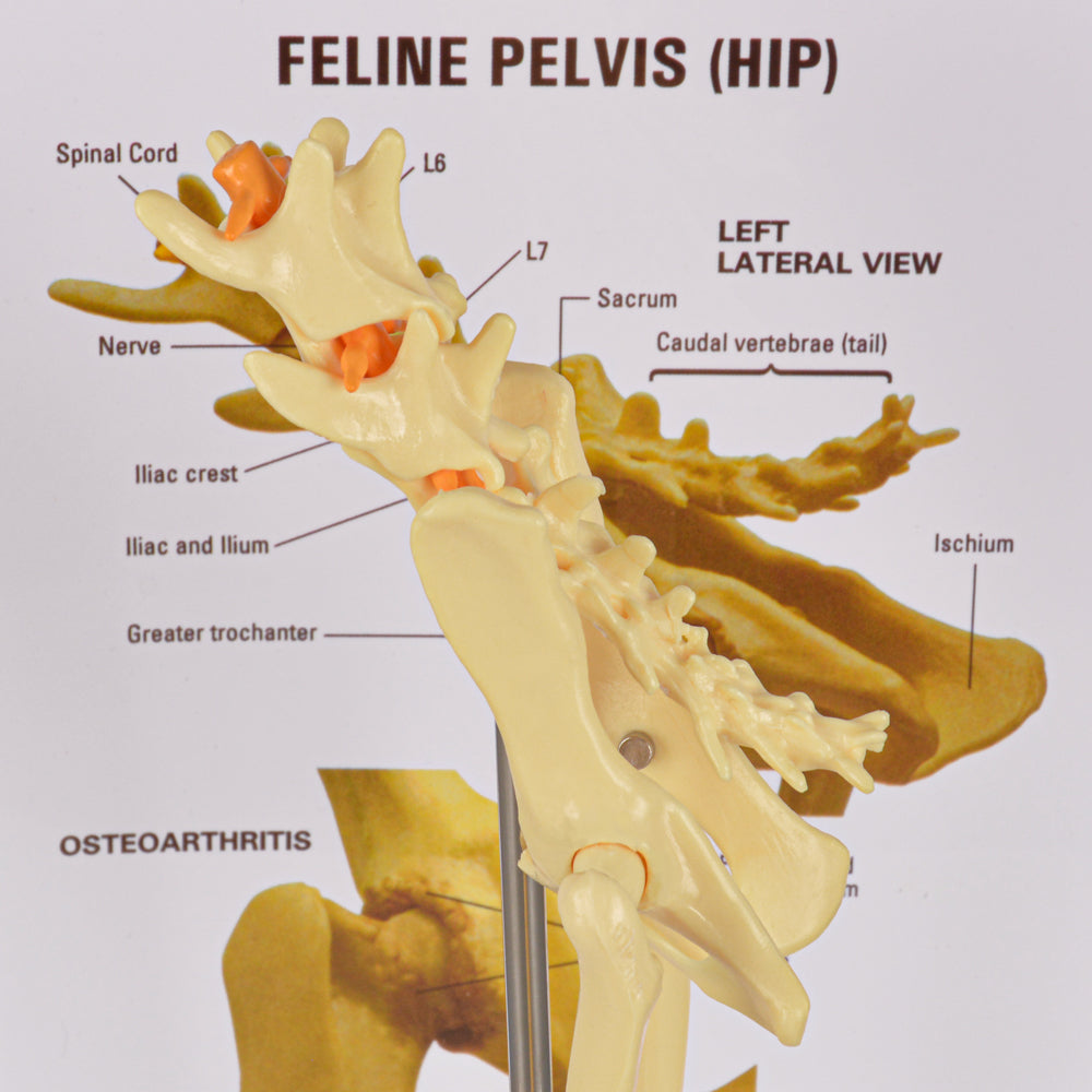 Cat Pelvis Anatomy Model