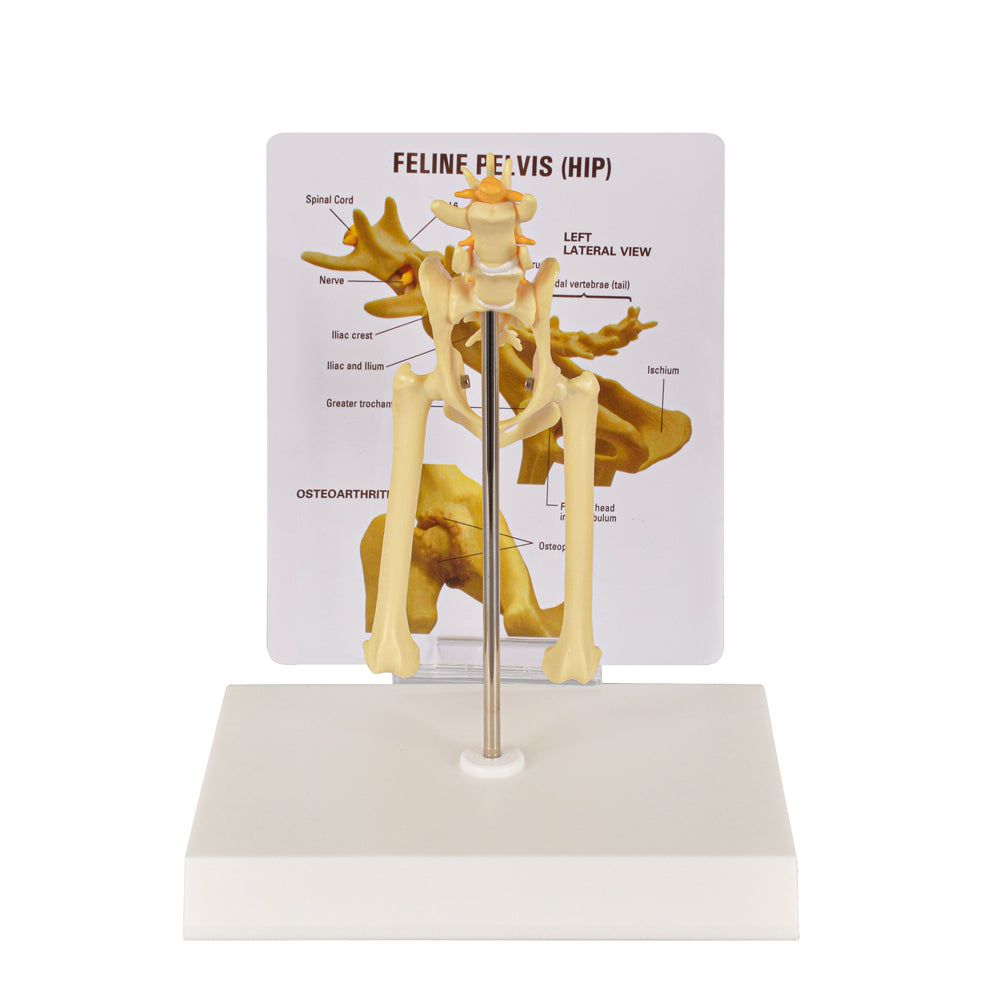Cat Pelvis Anatomy Model with Hip Joint Diseases