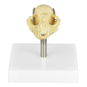 Cat Skull Anatomy Model