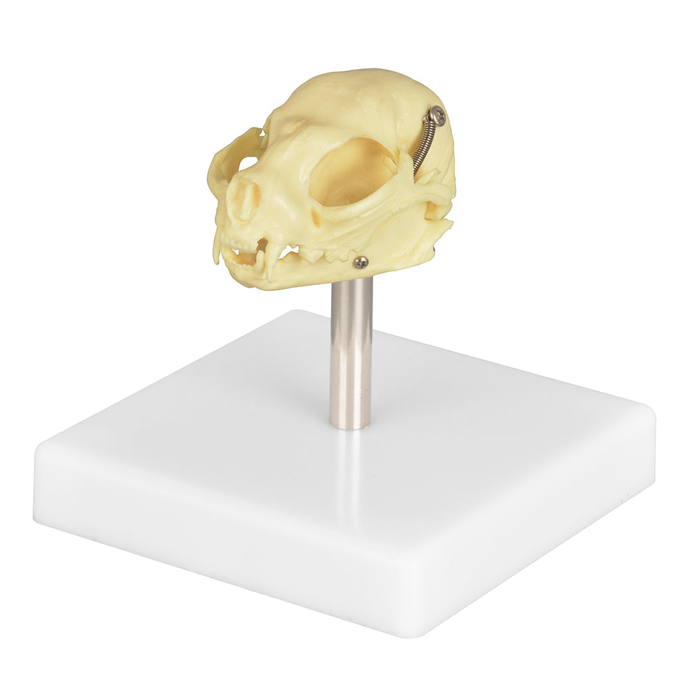 Cat Skull Anatomy Model For Teaching