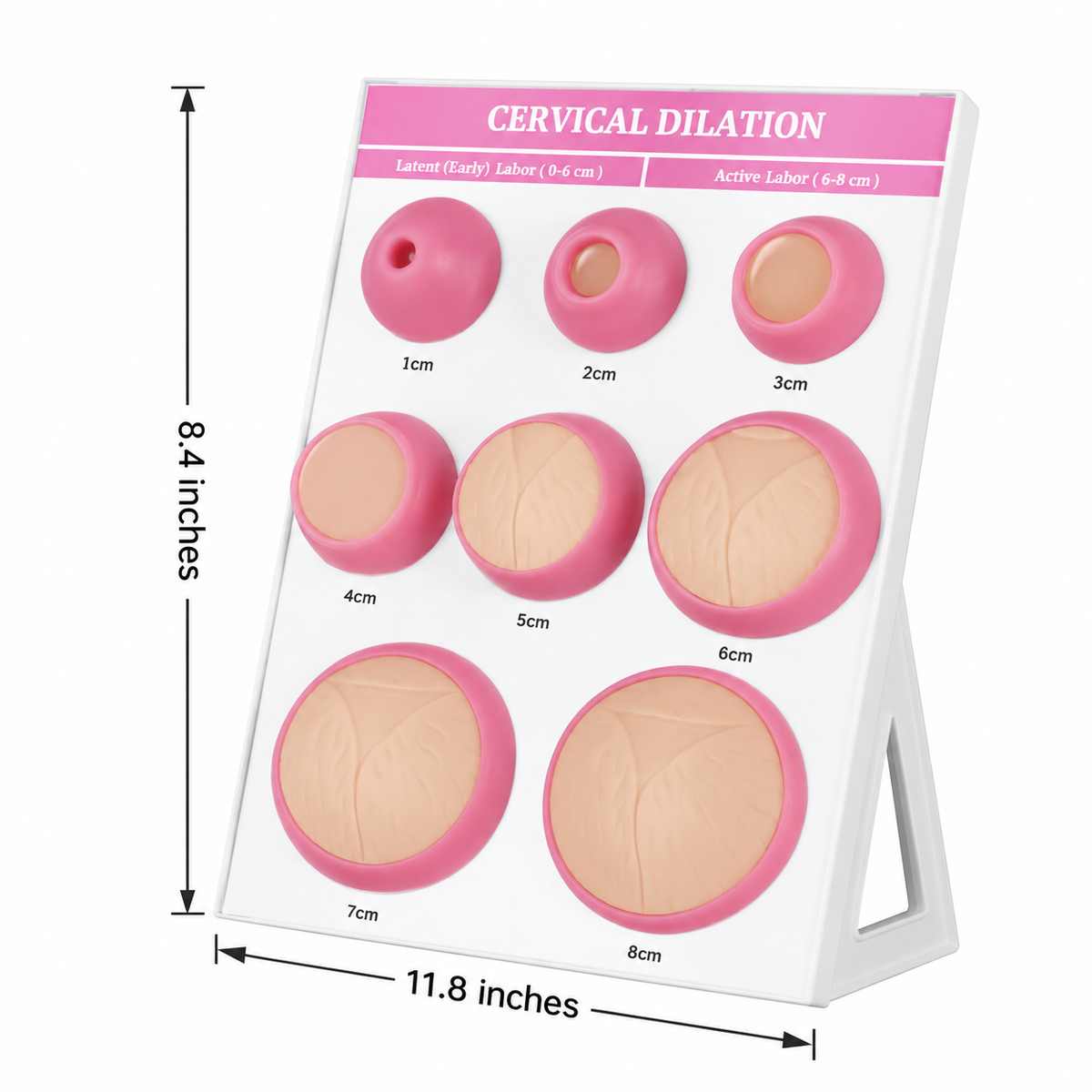 Cervical Dilation Model (1-8 cm)
