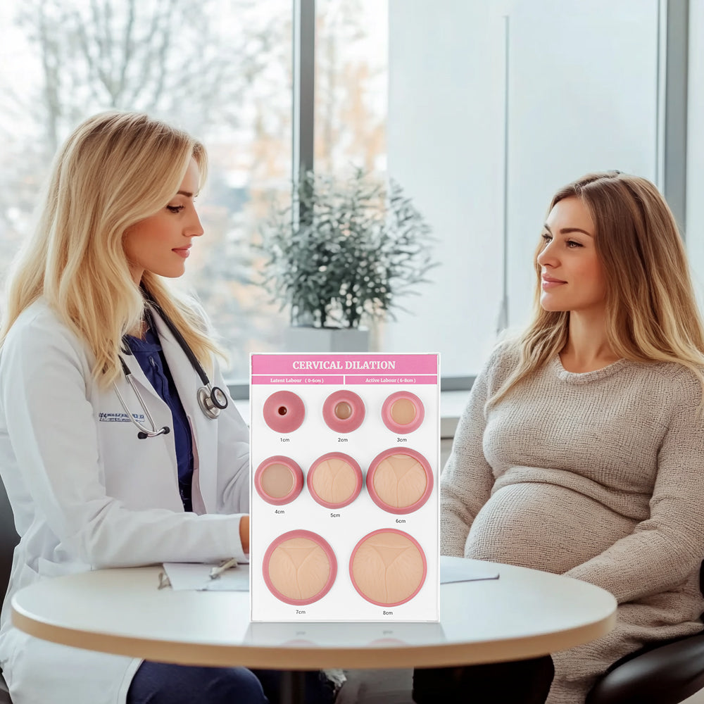 Cervical Effacement and Dilation Training Model