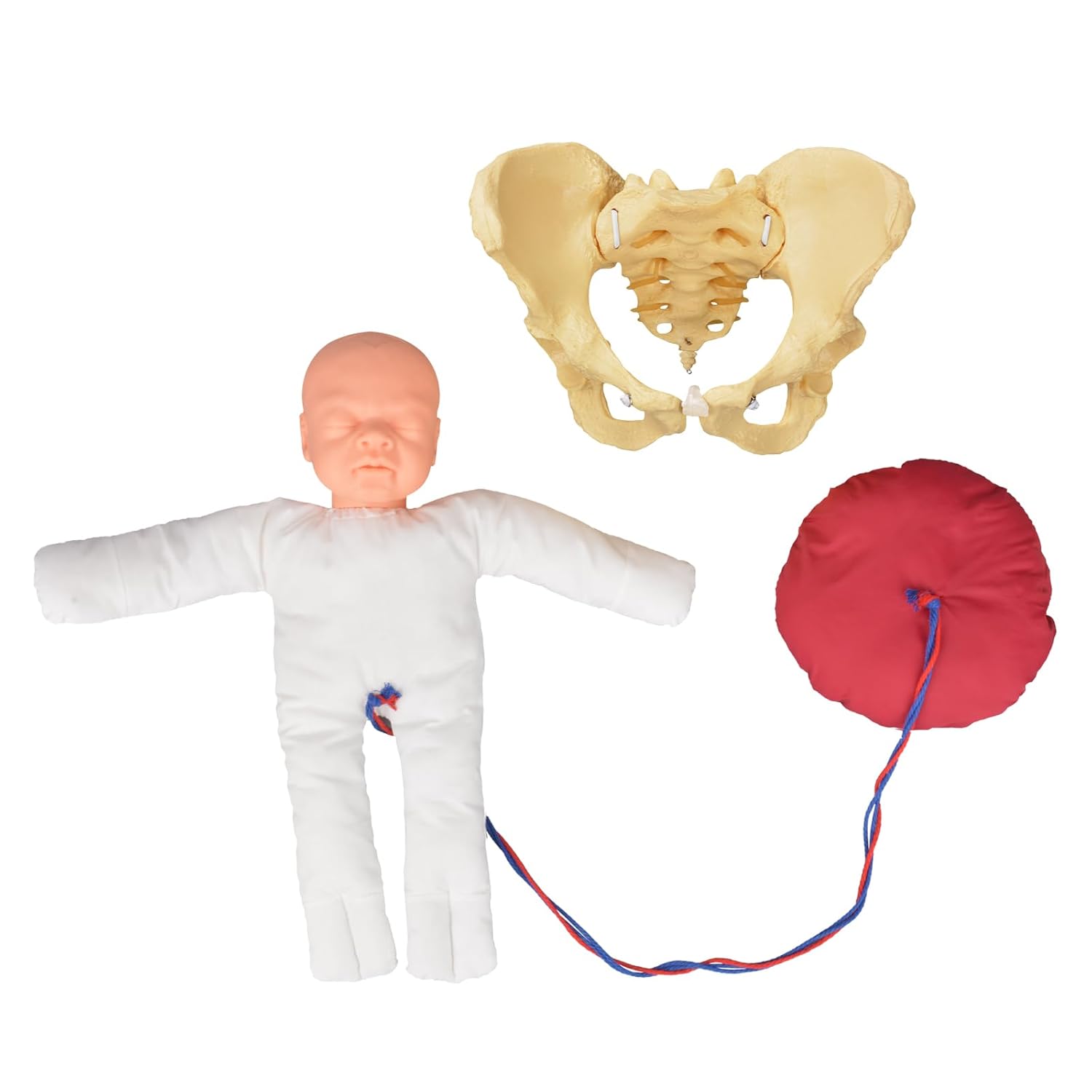 Childbirth Model Set With Pelvis And Fetus