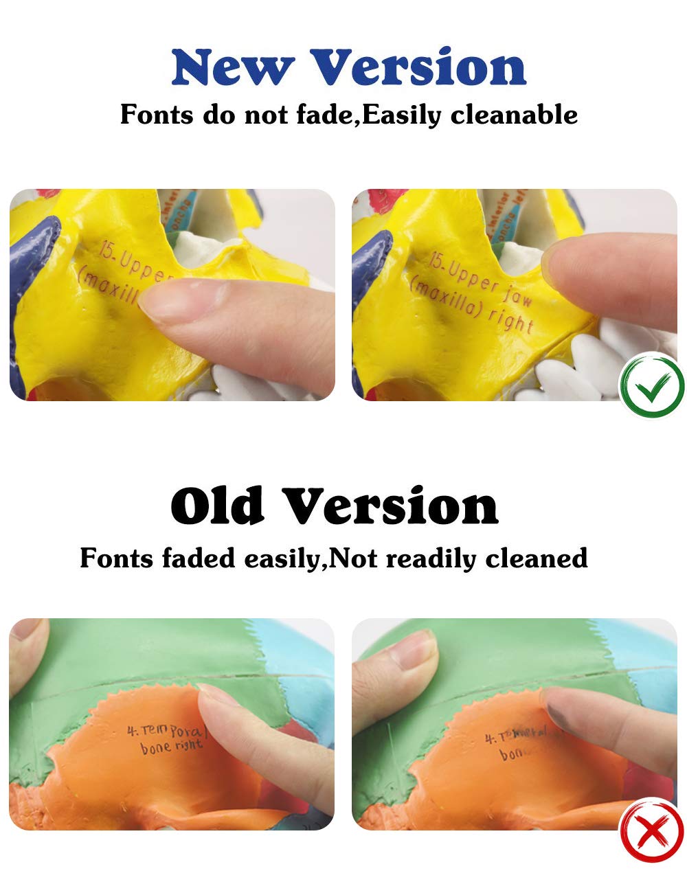 Classroom Anatomy Skull Model For Study Use