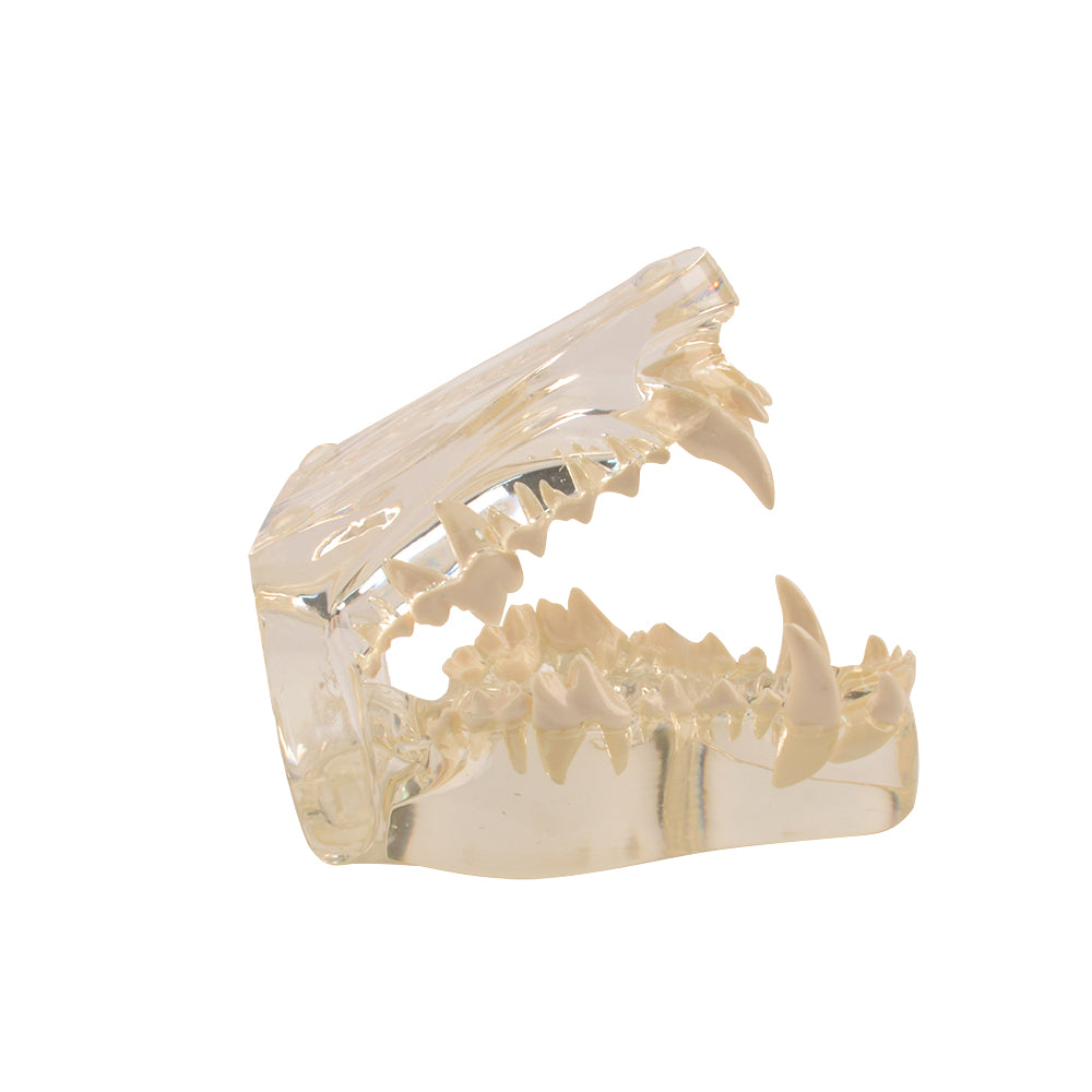 Clear Canine Jaw Model