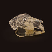 Clear Rabbit Skull Model