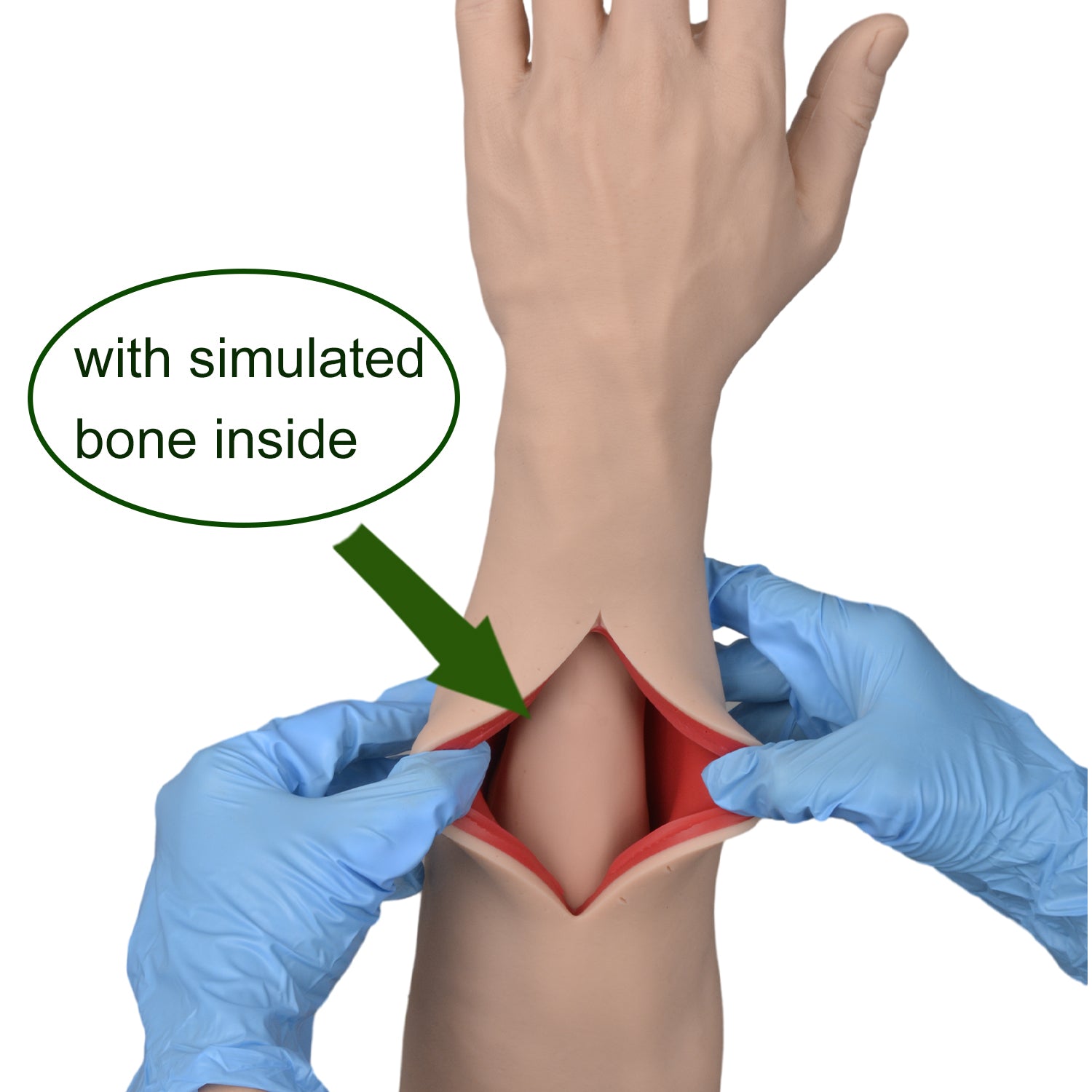 Close-Up Of Bone Structure Inside Hand Simulator