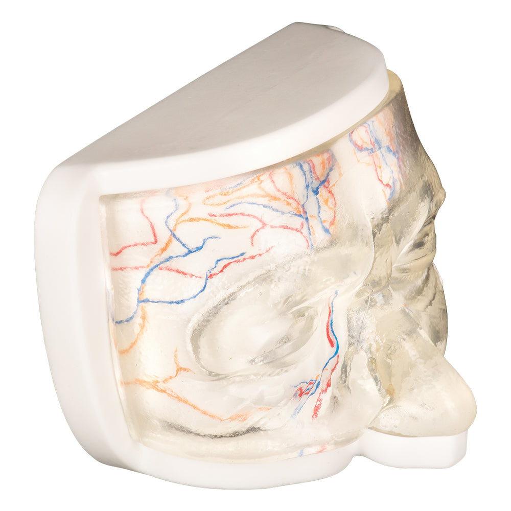 Close-Up Of Dummy Face Skin And Anatomy