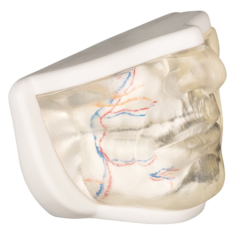 Close-Up Of Lower Face Skin And Anatomy