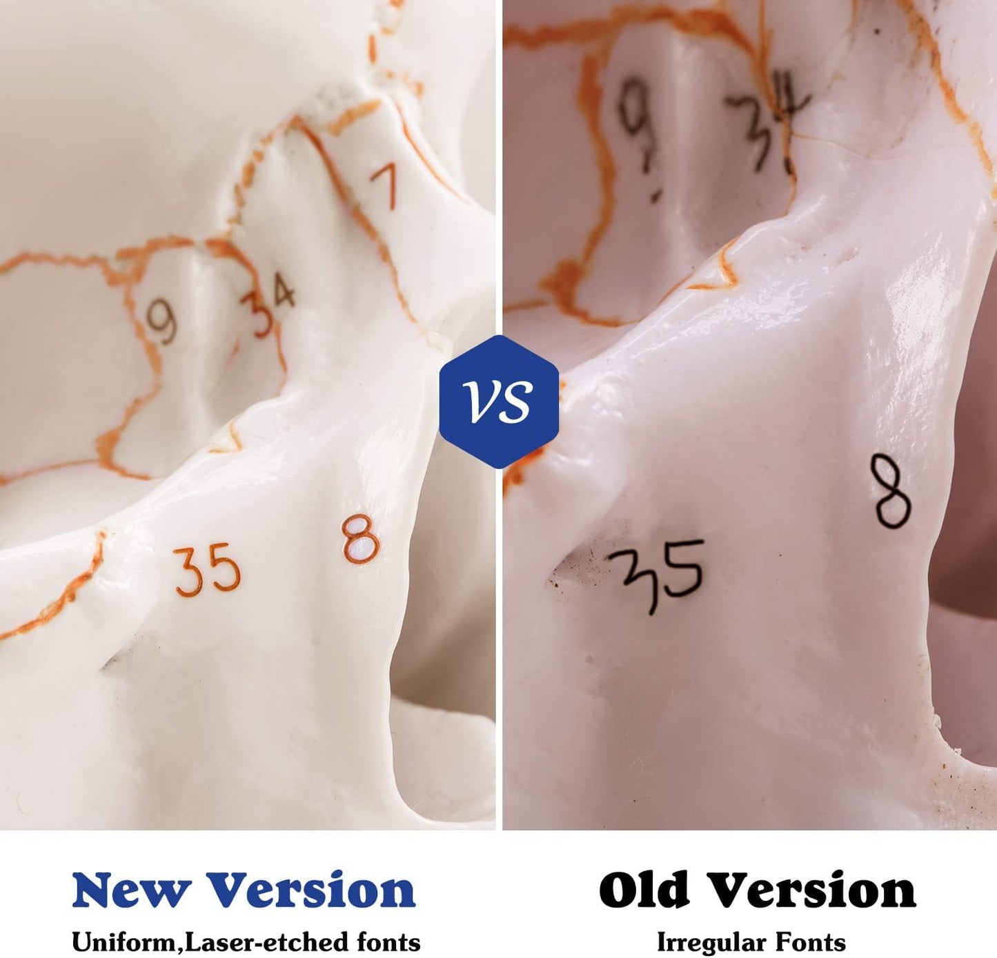 Close-Up Of Permanent Engraved Numbers On Skull