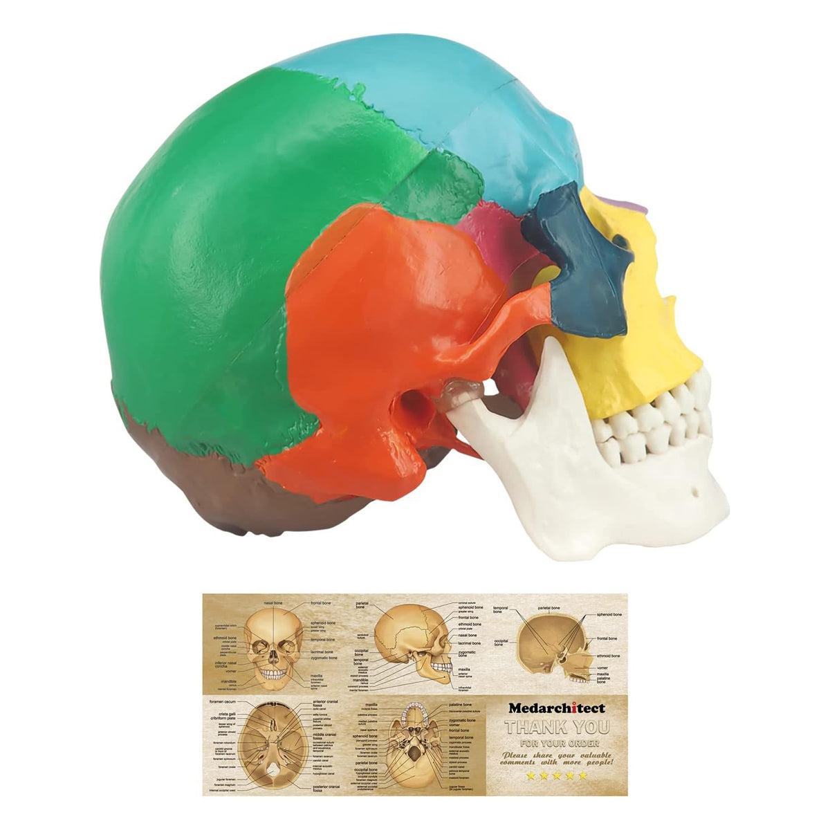 Medarchitect Color Coded Skull Model for Medical Students